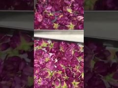 Pengering Beku Rumah: Mudah Digunakan, Hemat Energi, & Cocok untuk Dapur Anda